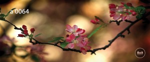 عکس شکوفه رادیاتور شیشه ای