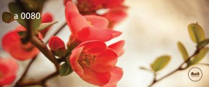 عکس گل رادیاتور رنگی