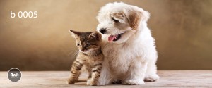 عکس سگ و گربه رادیاتور رنگی